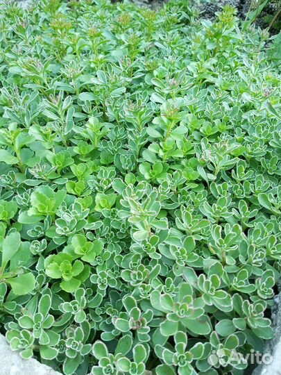 Растения для сада