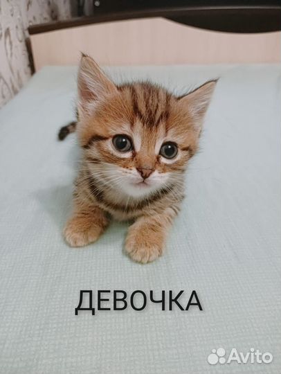 Кошка в дар бесплатно