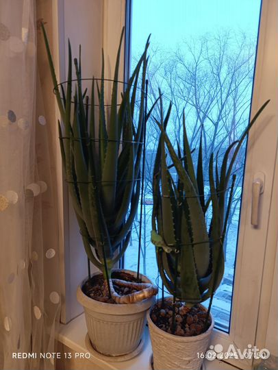 Комнатные Алоэ Вера