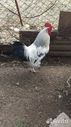 Петухи на продажу