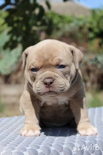 Американский Булли