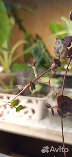 Церопегия вуда