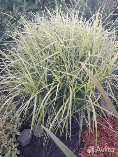 Цветы многолетние 2