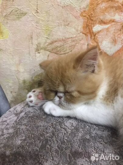 Экзотические котята