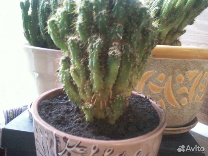 Подарочные кактусы 