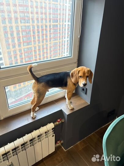 Собака породы бигль