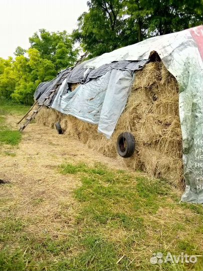 Сено в квадратных тюках