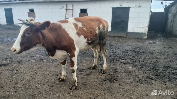 Перво телка