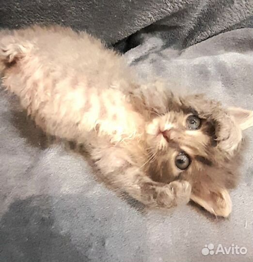 Котенок мальчик бесплатно