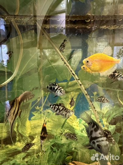 Голубой сапфировый попугай (панда) подростки