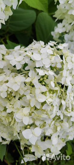 Гортензия. Букет под заказ