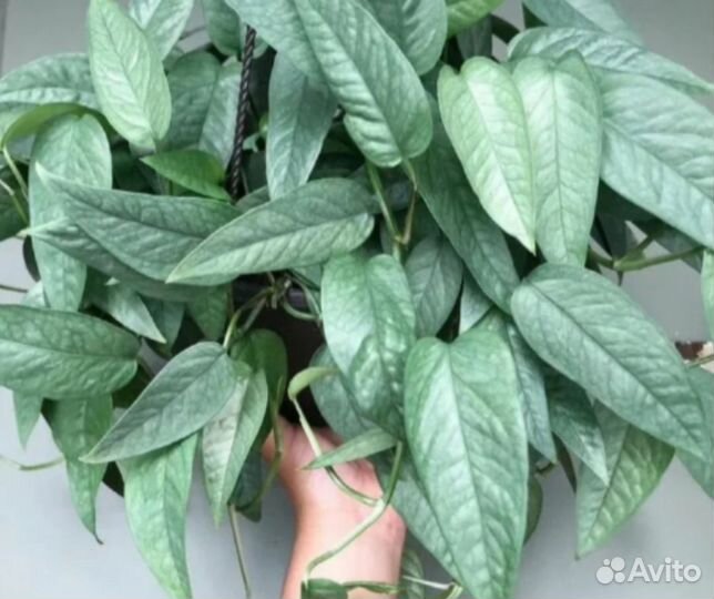 Сциндапсусы, кактус