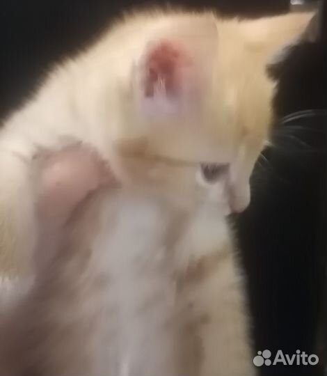 Подарю котят