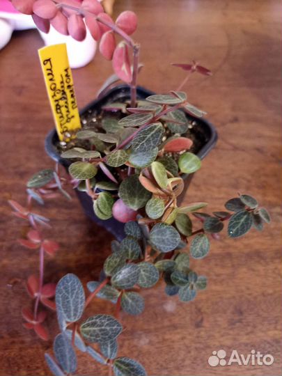 Ампельные комнатные