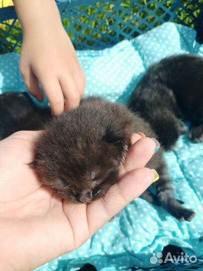 Котята в добрые руки