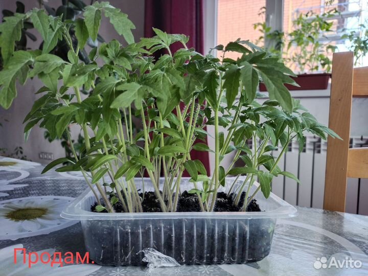 Рассада помидор