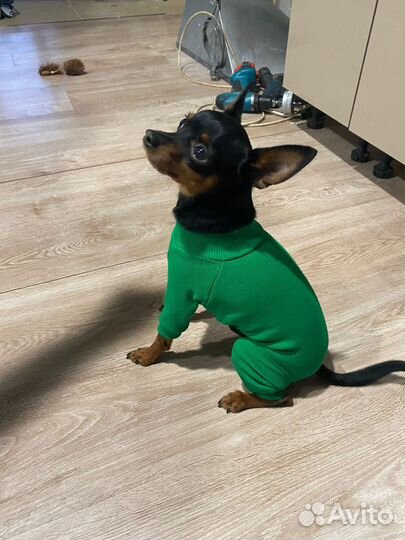 Одежда для собак