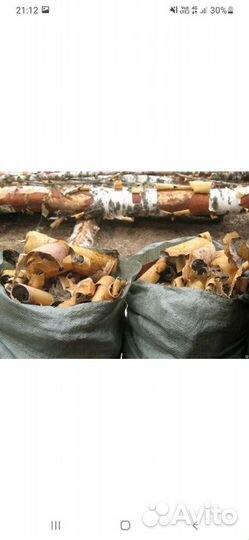 Березавая береста