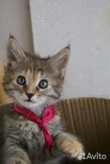 Котята смешные