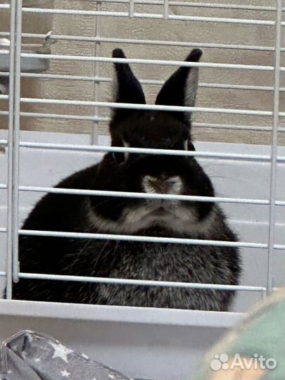 Декоративный кролик минор