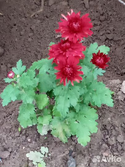 Хризантемы саженцы