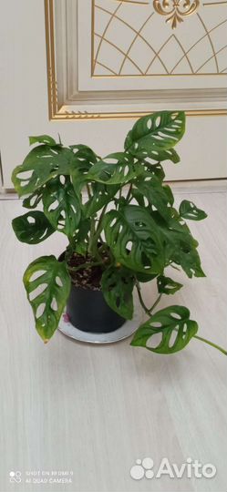 Комнатные растения
