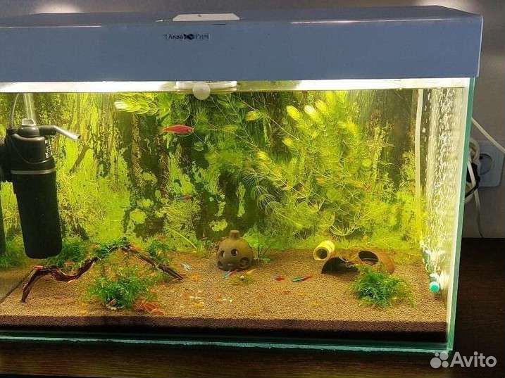 Аквариум