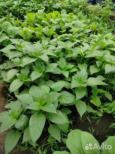 Рассада томатов