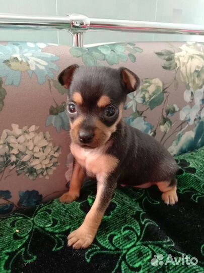 Продаются мини щенки