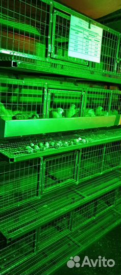 Яйца перепелиные