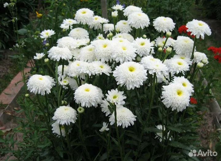 Ромашка махровая