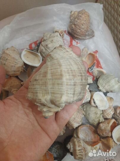 Ракушки морские