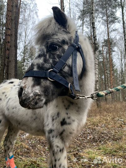 Катание на лошадях