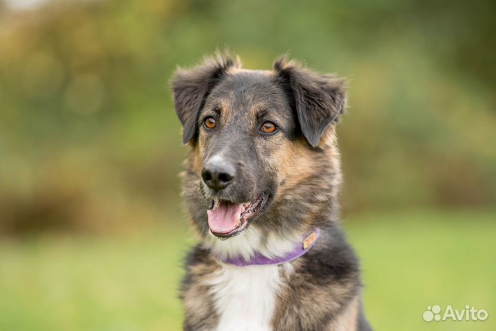 Шикарный малыш Барни 3 года в поисках дома