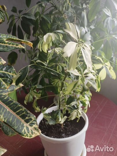 Комнатные цветы