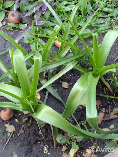 Индийский лук