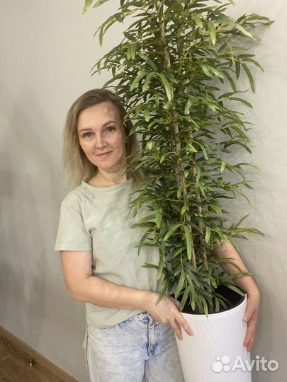 Искусственные растения и цветы зелень