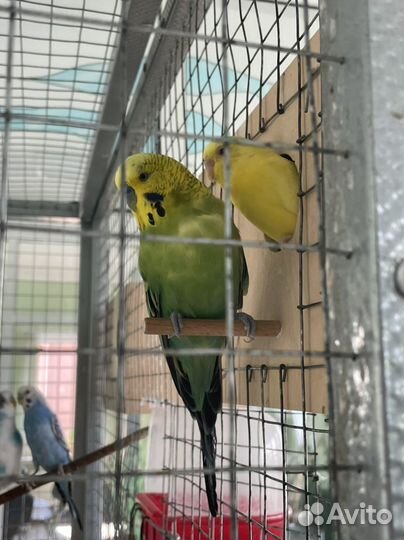 Волнистый попугай