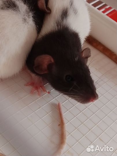 Передержка котов и грызунов.Выгул собак и кошек