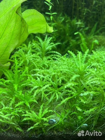 Аквариумные растения
