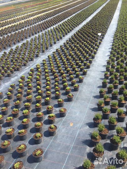 Агроном по защите растений -РФ,BY