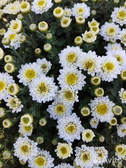 Хризантема мультифлора шаровидная