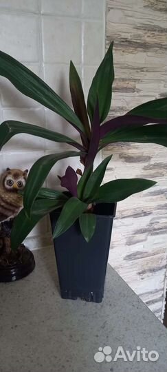 Комнатные растения цветы