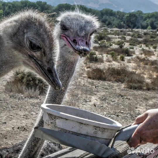 Страусята, яйцо инкубационное страуса