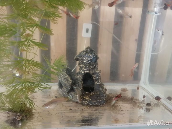 Гуппи самочки