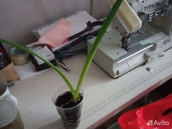 Гиппеаструм амариллис