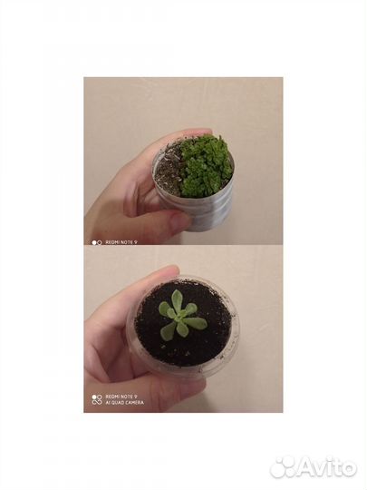 Суккуленты Академгородок