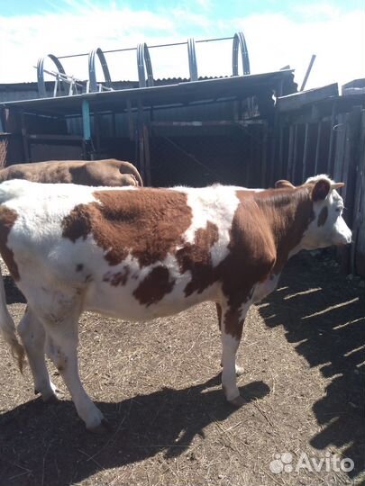 Тёлка 1,4 года