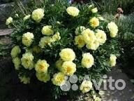 Жёлтый пион корни и саженцы