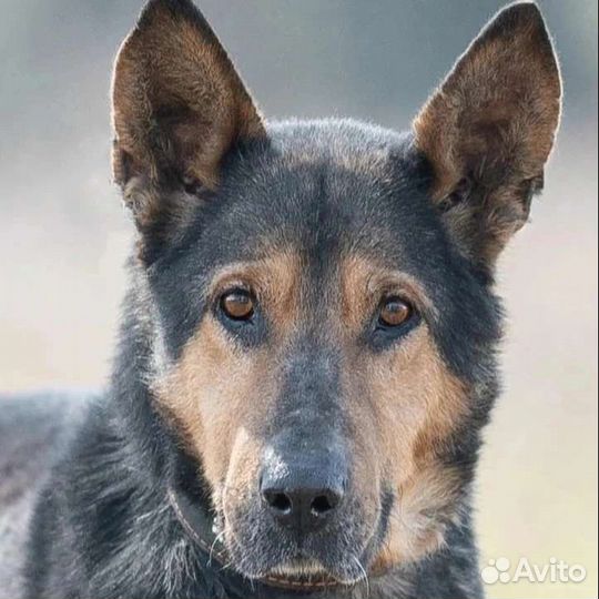 Овчарка в добрые руки